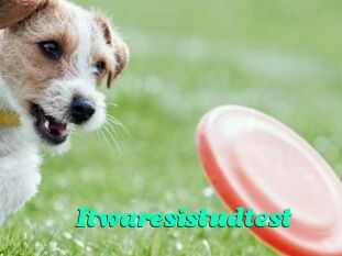 Itwaresistudtest